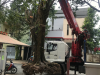 cắt tỉa cây xanh tại phường thuận an hcm