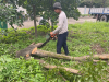 Cắt tỉa cây xanh Tân Hiệp Hóc Môn