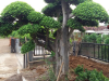 cắt tỉa cây xanh tp hcm