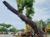 cắt tỉa cây xanh bến cát