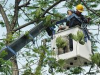  Cắt Tỉa Cây Xanh Tại Phường Lái Thiêu 