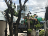 Dịch vụ chặt cây ở Tân Uyên Bình Dương