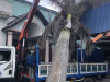 cắt tỉa cây xanh tại phường chánh ngĩa thủ dầu 1