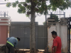 Di rời cây xanh tại nhà