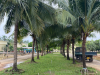 dịch vụ cây xanh bầu bàng 