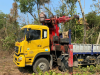 cắt tỉa cây nhanh tại bình dương