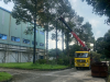 Báo giá chăm sóc cây xanh tại nhà - Bảng giá minh bạch, không phát sinh