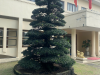 Dịch Vụ Cây Xanh Bình Dương Uy Tín – Giá Tốt – Thi Công Nhanh