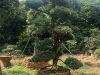 Chuyên cắt tỉa cây bonsai tại nhà Bình dương - Nghệ thuật & tinh tế