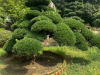 Chuyên cắt tỉa cây bonsai tại nhà Hồ Chí Minh - Nghệ thuật & tinh tế