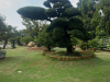 Chuyên cắt tỉa cây bonsai tại nhà - Nghệ thuật & tinh tế, dọn sạch