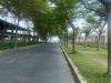 Dịch Vụ Cưa Cây Chặt Cây Bình Dương 