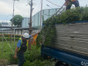 Dịch vụ cưa cây xanh thành phố hồ chí minh bình dương 