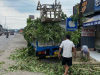 DỰ ÁN CẮT TỈA CÂY XANH THỰC TẾ TẠI KHUÔN VIÊN NHÀ XƯỞNG BÌNH DƯƠNG