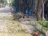 cắt tỉa cây xanh phường An Phú Bình Dương