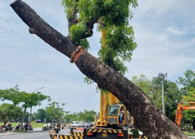 cắt tỉa cây xanh bến cát