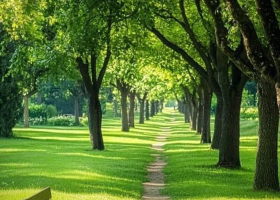 Cắt tỉa cây xanh Phường Bình Dương
