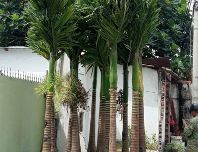 DỰ ÁN THI CÔNG TIỂU CẢNH SÂN VƯỜN BIỆT THỰ TẠI BÌNH DƯƠNG