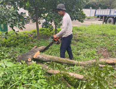 Cắt tỉa cây xanh Tân Hiệp Hóc Môn