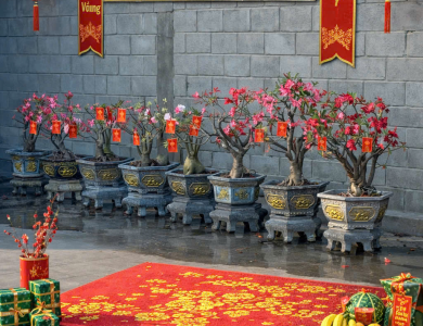 cắt tỉa dọn dẹp sân vườn đón tết tại bình dương hồ chí minh 