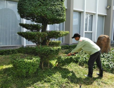 Cắt tỉa cây xanh bàu bàng