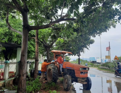 Dự án cắt tỉa cây xanh thuận an