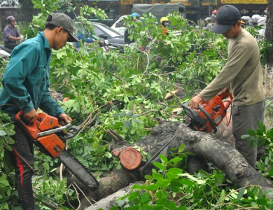 Cắt tỉa cây xanh giá rẻ hcm - Uy tín, dọn sạch, không phát sinh