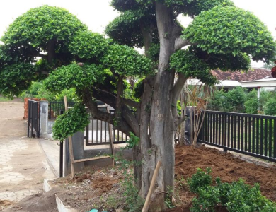 cắt tỉa cây xanh tp hcm