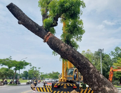 cắt tỉa cây xanh bến cát