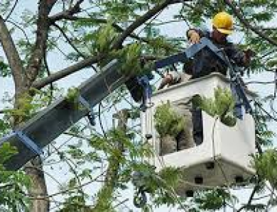  Cắt Tỉa Cây Xanh Tại Phường Lái Thiêu 