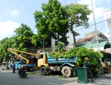 Cắt Tỉa Cây Xanh Tại Nhà Giá Rẻ Tại Sài Gòn, TP HCM, Đồng Nai
