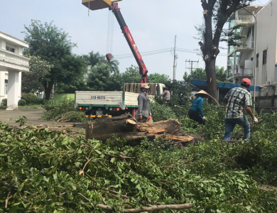 cắt cây tại KCN Sóng Thần 3