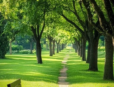 Cắt tỉa cây xanh Phường Bình Dương