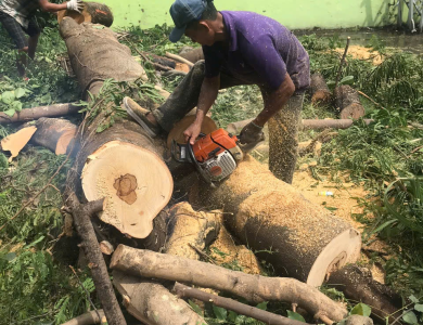 Cắt tỉa cây xanh Bến Lức Long An chuyên nghiệp