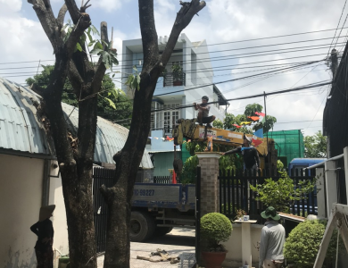 Dịch vụ chặt cây ở Tân Uyên Bình Dương