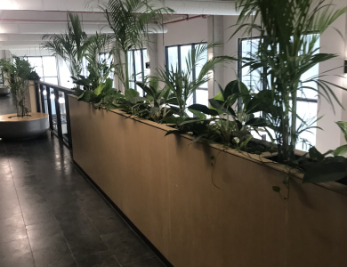 dịch vụ xử lý sâu bệnh cho cây bonsai và cây ăn trái tại nhà 