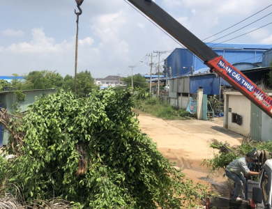 Dự án cắt tỉa cây xanh thuận an