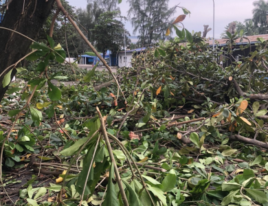 cắt tỉa cây xanh tại phường Bình Dương Hcm
