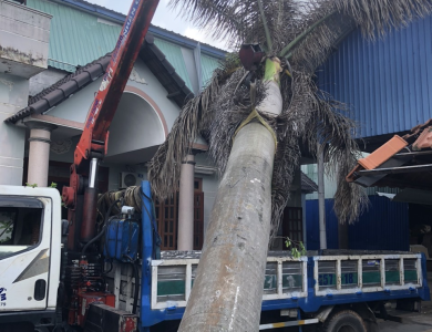 cắt tỉa cây xanh tại bình dương