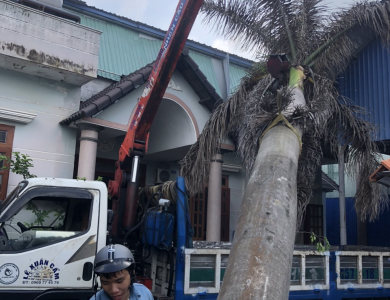 dịch vụ cắt tỉa cây xanh phường bầu bàng hồ chí minh 