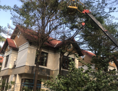 Dự án cắt tỉa cây xanh thuận an