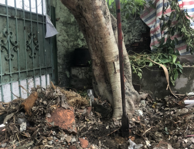 Dịch Vụ Di Dời Cây Xanh TP Thủ Đức Uy Tín chất lượng