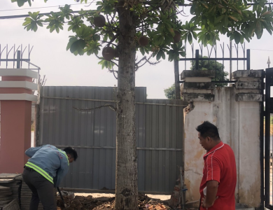Di rời cây xanh tại nhà