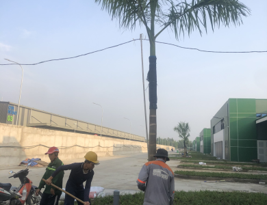 chăm sóc cây xanh KCN VSIP 2 Bình Dương