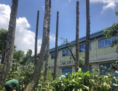 dịch vụ cắt tỉa cây xanh tại Khánh Bình Bình Dương