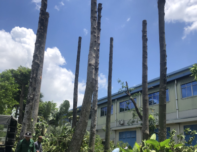 Dự án cắt tỉa cây xanh thuận an