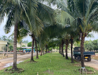 dịch vụ cây xanh bầu bàng 