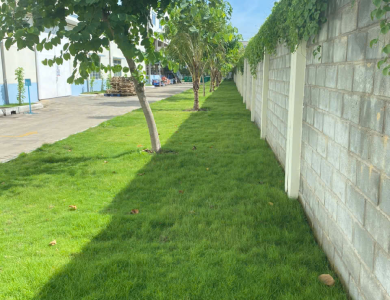 Công ty cây xanh tại Long An – Thi công, chăm sóc chuyên nghiệp