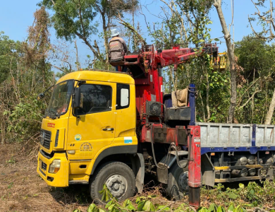 cắt tỉa cây nhanh tại bình dương
