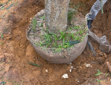 di dời cây xanh thuận an bình dương